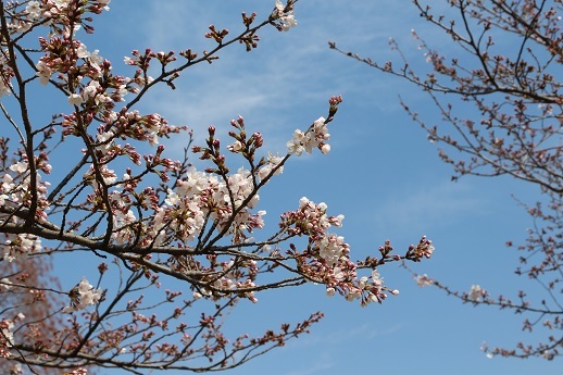 桜_a0333195_21234243.jpg