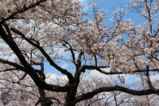桜_a0333195_21235392.jpg
