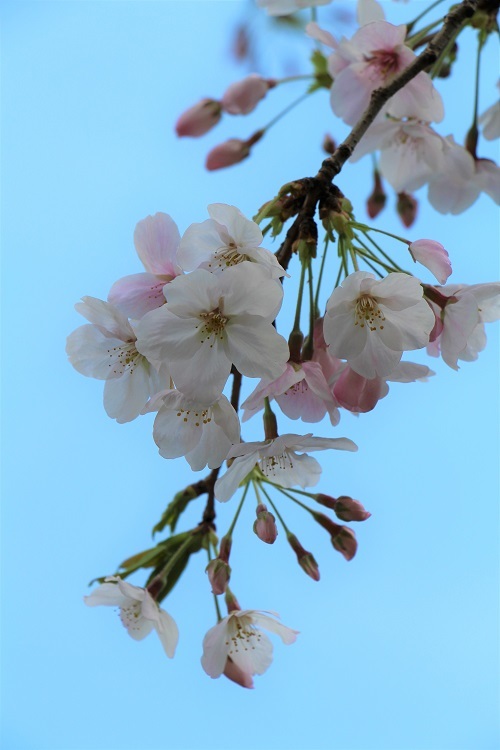 桜_a0333195_21240026.jpg