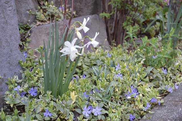3月29・31日の庭 前編。_c0124100_14081694.jpg