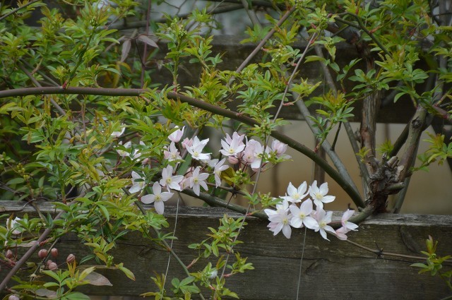 3月29・31日の庭 前編。_c0124100_14084599.jpg