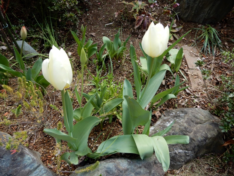 「さぁ・出番だね」の花_e0025300_2159385.jpg