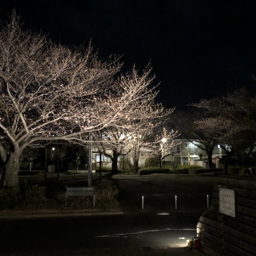 『夜桜カフェ』リベンジ開催決定!_a0322702_11072779.jpeg