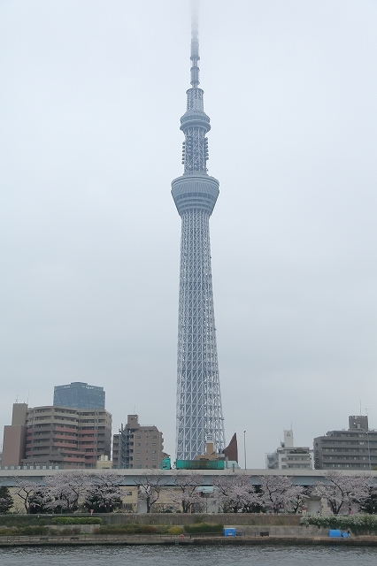 墨田川と スカイツリーと桜 旅プラスの日記