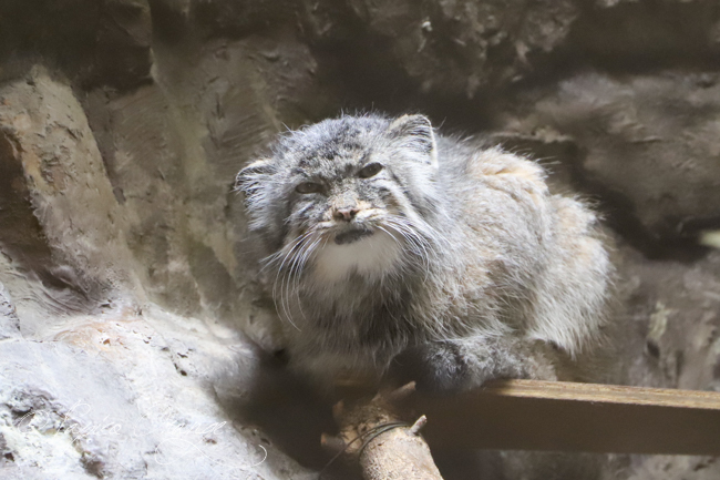 上野動物園　２０１９年３月２５日_e0398403_13293526.jpg