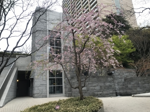 マンションの桜・桜・桜・・・_d0054704_21511160.jpg