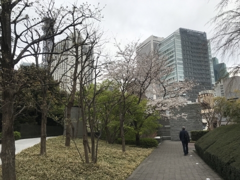 マンションの桜・桜・桜・・・_d0054704_21554492.jpg