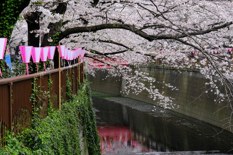 目黒川の桜_d0051707_17200932.jpg