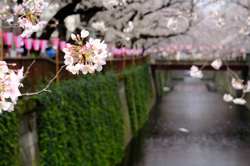 目黒川の桜_d0051707_17201045.jpg