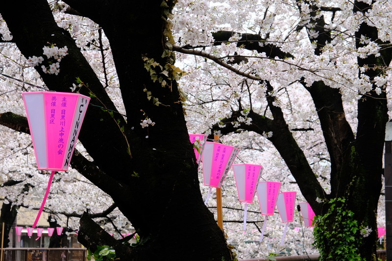 目黒川の桜_d0051707_17201094.jpg