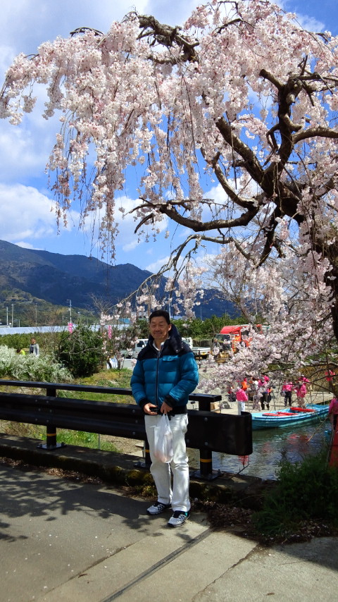 アイラブジャパン:「勝浦の桜フェスとビッグひな祭りを見る!」→日本人で良かった!?_a0348309_8135477.jpg