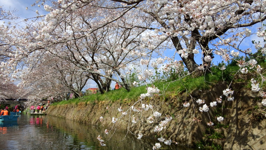 アイラブジャパン:「勝浦の桜フェスとビッグひな祭りを見る!」→日本人で良かった!?_a0348309_8172196.jpg