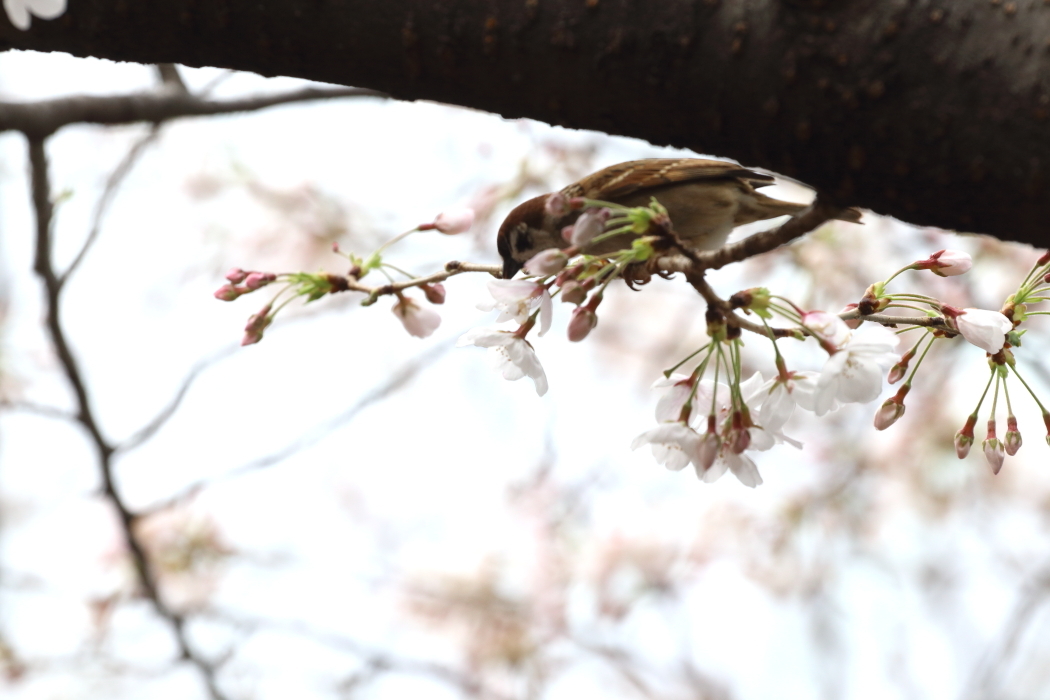 桜咲くの日の目黒川散歩_b0190710_23384400.jpg