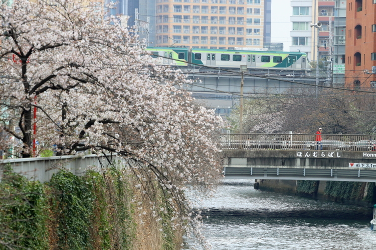 桜咲くの日の目黒川散歩_b0190710_23384401.jpg