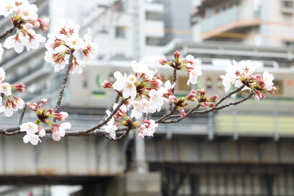 桜咲くの日の目黒川散歩_b0190710_23384414.jpg