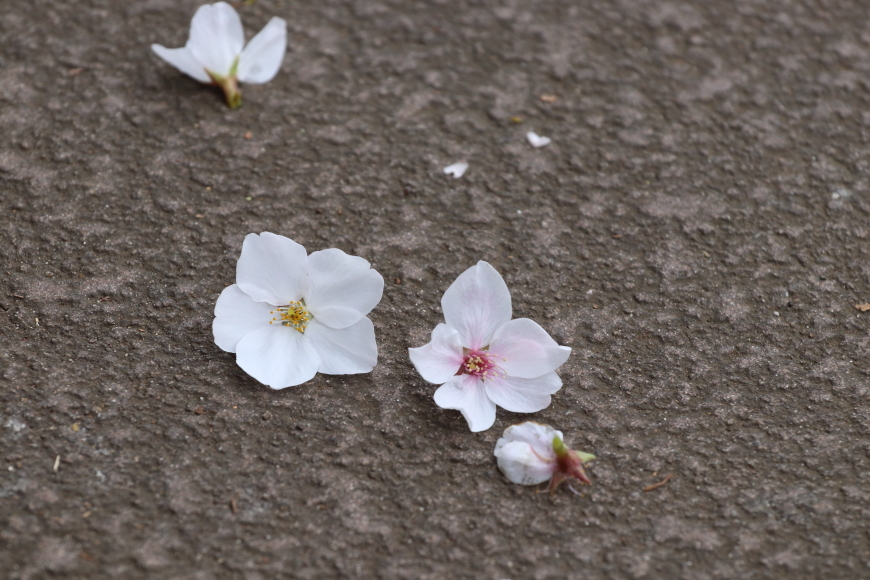 桜咲くの日の目黒川散歩_b0190710_23384429.jpg