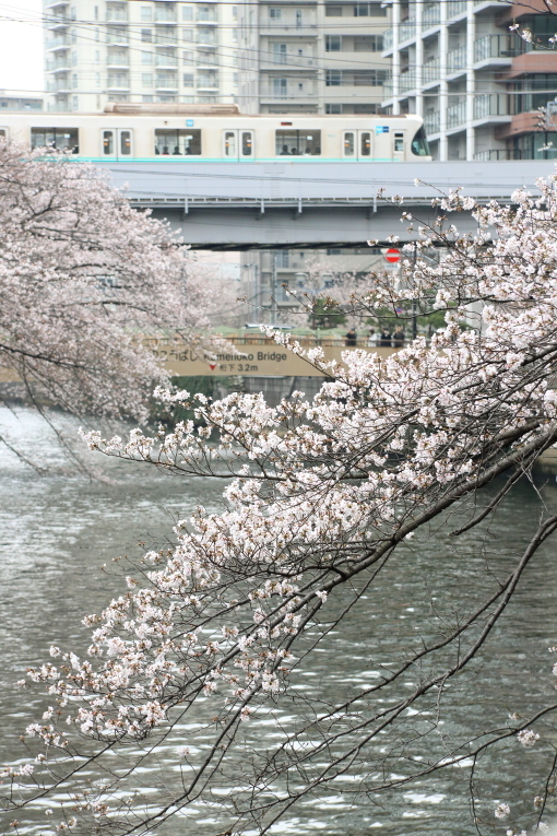 桜咲くの日の目黒川散歩_b0190710_23384502.jpg