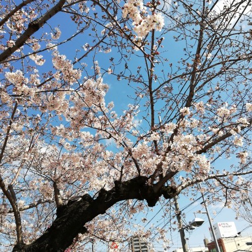 桜咲く。_c0232011_14460331.jpg