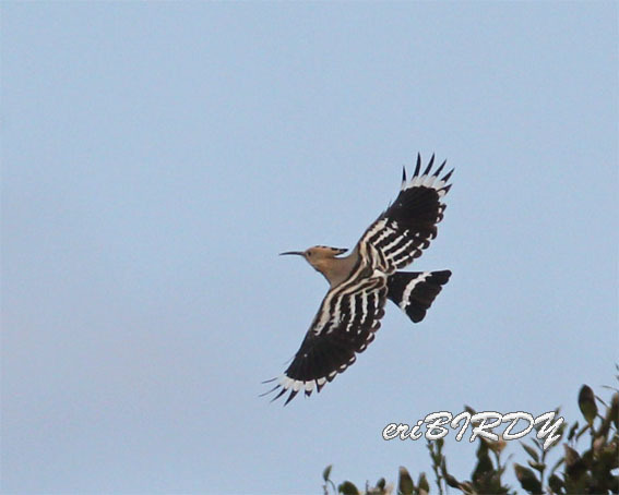 三宅島 ヤツガシラ 2019.4.1_e0276114_18542657.jpg