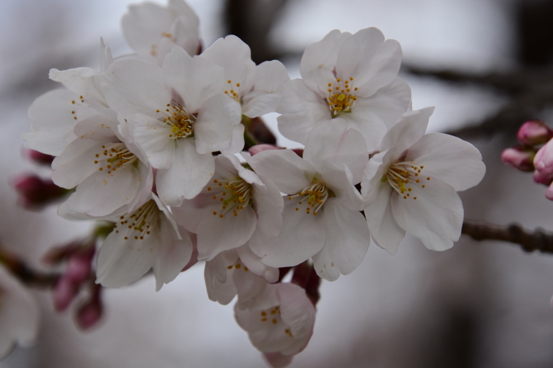 桜が咲きました。_a0342815_23583046.jpg