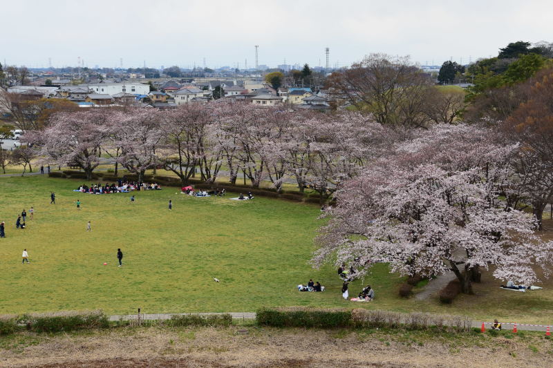 桜が咲きました。_a0342815_23585640.jpg