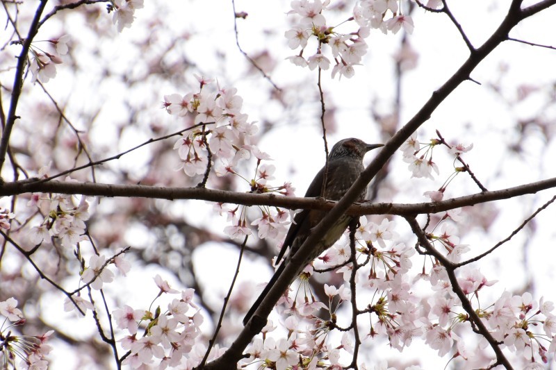 桜が咲きました。_a0342815_23591848.jpg