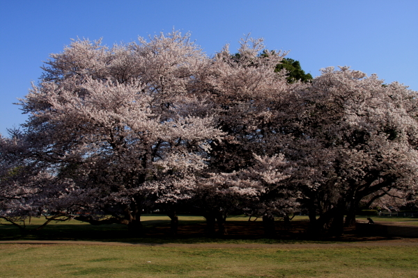 ソメイヨシノの樹齢と桜の木の寿命 : dezire_photo & art