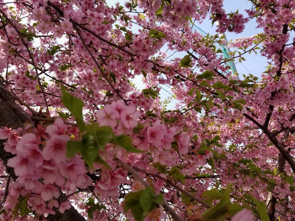 ♪花＆食求めて★山梨へ！_d0162225_00073760.jpg