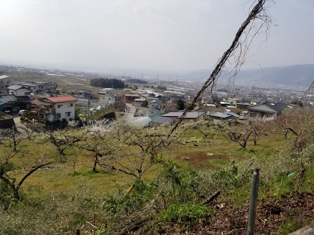 ♪花＆食求めて★山梨へ！_d0162225_00075517.jpg