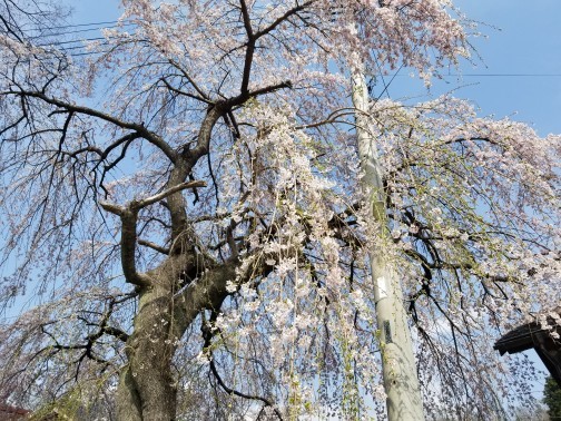 ♪花＆食求めて★山梨へ！_d0162225_00082438.jpg