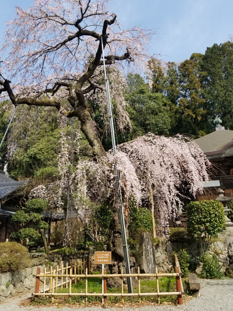 ♪花＆食求めて★山梨へ！_d0162225_00084085.jpg