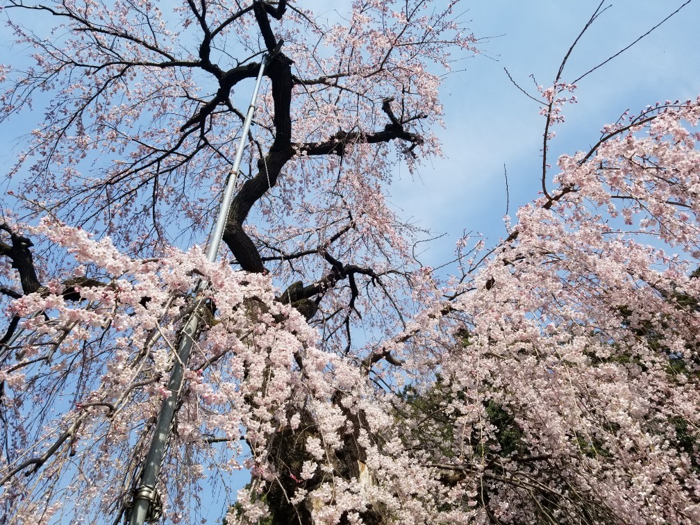 ♪花＆食求めて★山梨へ！_d0162225_00090934.jpg