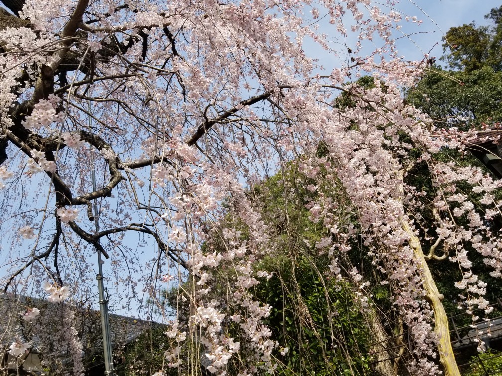 ♪花＆食求めて★山梨へ！_d0162225_00093041.jpg