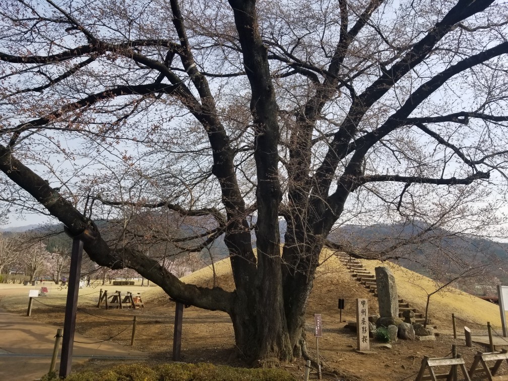 ♪花＆食求めて★山梨へ！_d0162225_00125920.jpg