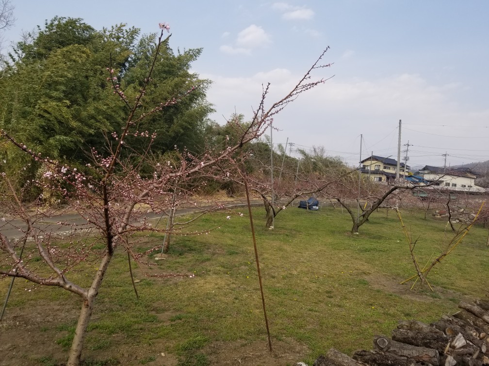 ♪花＆食求めて★山梨へ！_d0162225_00150072.jpg