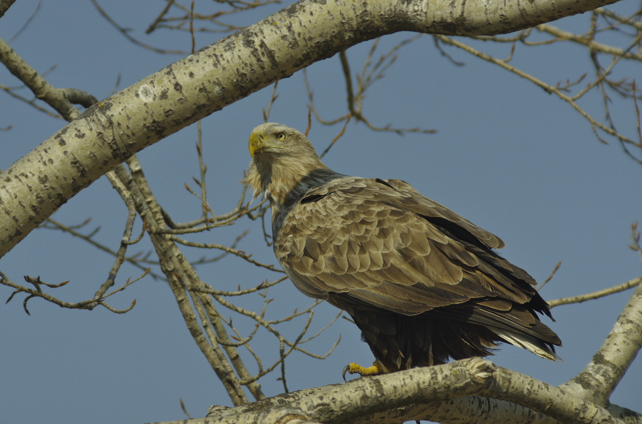 オジロワシ 北海道 十勝の野鳥と自然