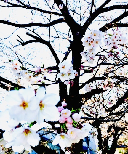 2000_a0168628_10522435.jpeg