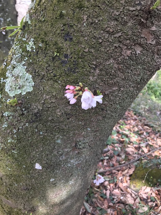 お花見!_b0293631_12574725.jpg