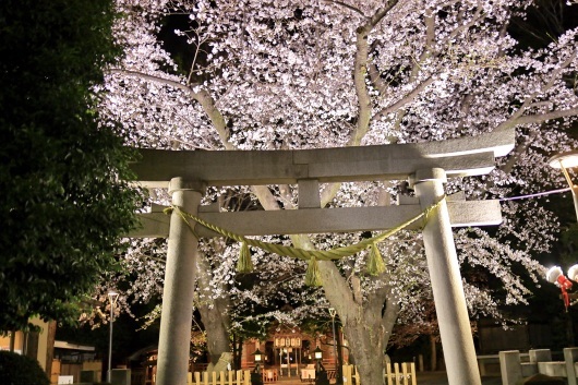 SAKURA_2019   ・・・御嶽神社・・・_f0333031_06183423.jpg