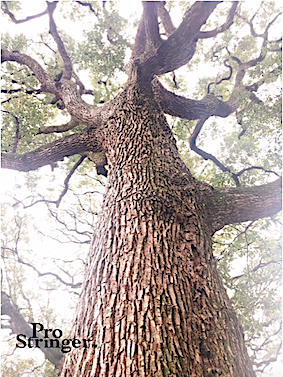 a0201132_13043384.png