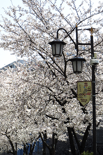 広尾明治通り沿いの桜2019年4月1日_f0165332_23054064.jpg