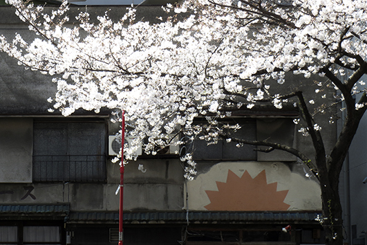 広尾明治通り沿いの桜2019年4月1日_f0165332_23054382.jpg