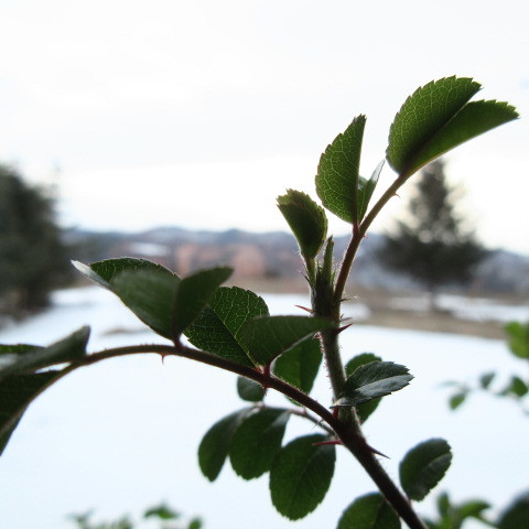 a0329935_16415803.jpeg