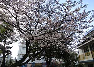 新年度がはじまりました。_e0325335_15162411.jpg