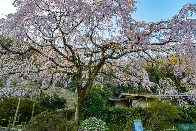 堀池の枝垂れ桜 2019_d0246136_20220770.jpg