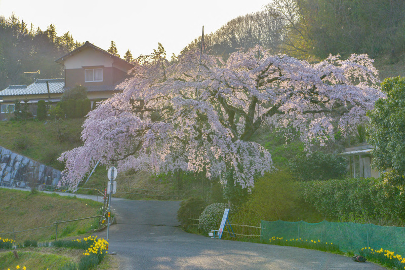 堀池の枝垂れ桜 2019_d0246136_20223154.jpg