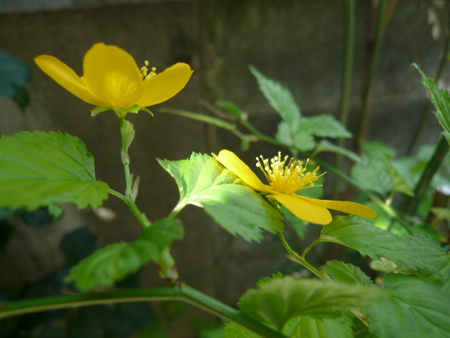 c0043055_10331697.jpg