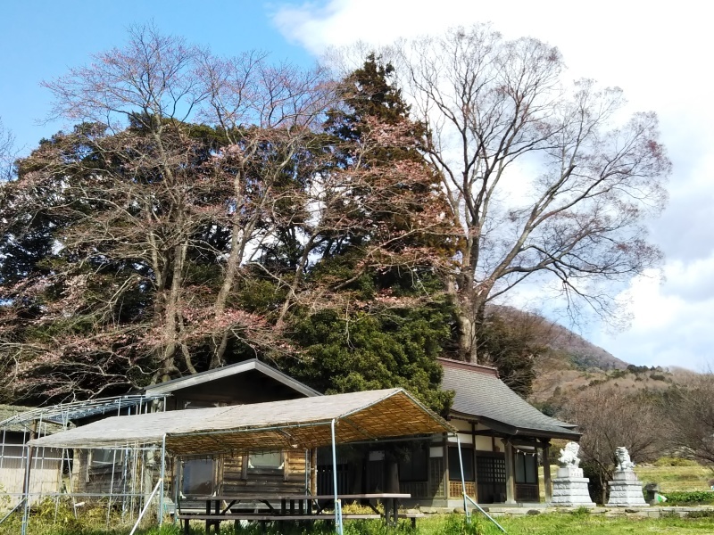 桜はチョボチョボ、気温上がらず花もちは良い_a0069056_17200327.jpg