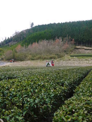 菊池水源茶 5月の1番茶の収穫へ向け、元気な新芽を芽吹かせるための仕上げ剪定の様子_a0254656_16555174.jpg
