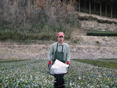 菊池水源茶 5月の1番茶の収穫へ向け、元気な新芽を芽吹かせるための仕上げ剪定の様子_a0254656_17413082.jpg